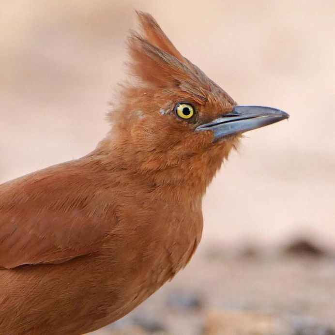 #nuts_about_birds: Awesome Bird Photography by Rogerio Rumao