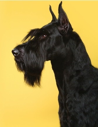 Photography #photo #yellow #black #portrait #dog