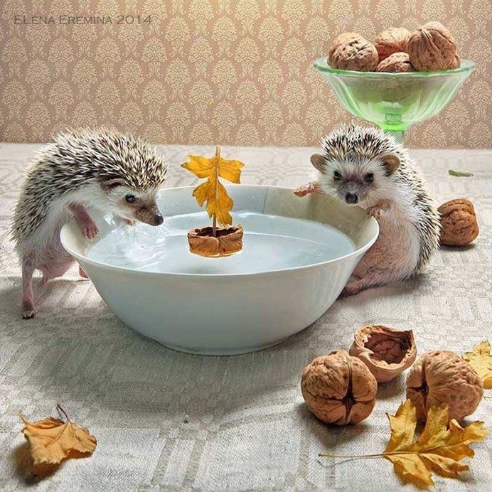 Elena Eremina Captures The Secret Life Of Hamsters