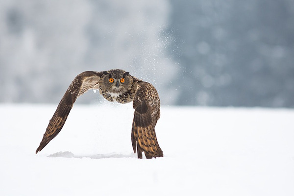 DesignersMX: Owl in flight by futureMe #photo #owl #snow