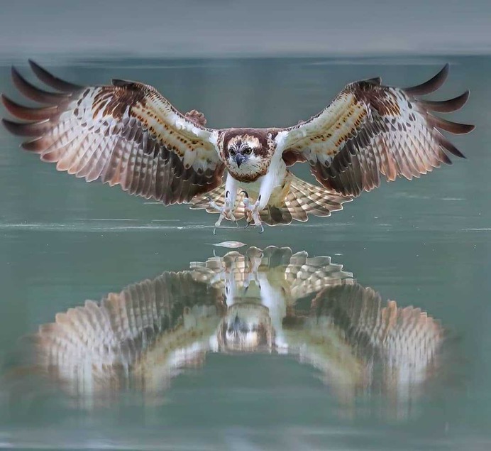 Birds of Taiwan: Brilliant Birds Photography by Chen Chengguang