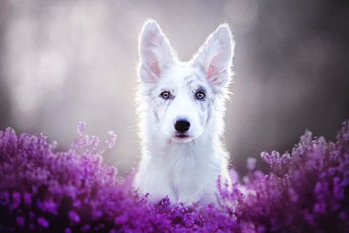 Beautiful Dog Portraits by Alicja Zmyslowska