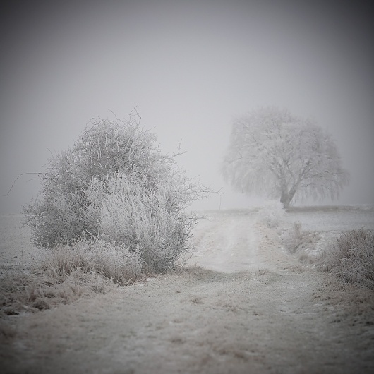 My Silent Friends #2, photography by Volker Birke