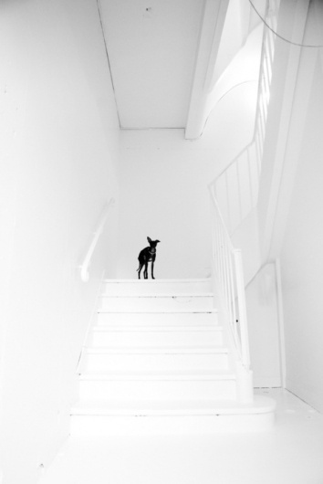 Convoy #white #black #photography #minimal #and #dog