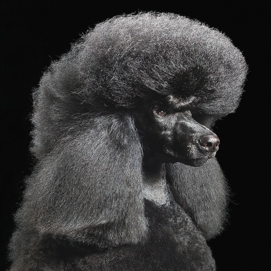 Dogs Gods by Tim Flach tim_flach_dogs-gods-1 – TrendLand: Fashion Blog & Trend Magazine #hair #photography #dogs