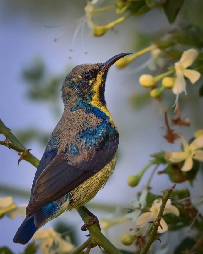 #bird_brilliance: Adorable Birds Photography by Vishal Monakar