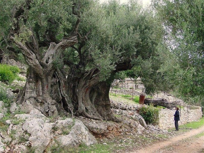 Old olive tree