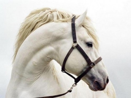 tokyo-bleep #horse #photography #white