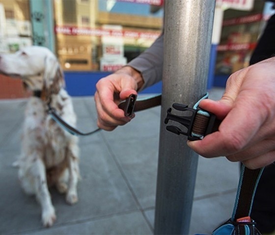Secret Agent Leash #gadget