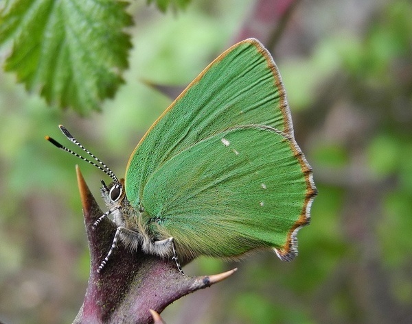 Green Hairstreak by Damian Keith #photography