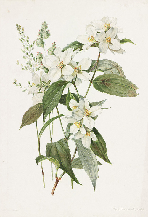 image #illustration #flowers