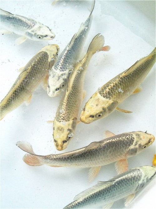 edwinisok #photography #fish