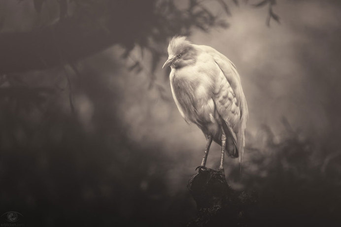 africa-souls-zoo-photography-manuela-kulpa-5 #photography #animals