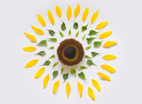 Exploded Flowers by Fong Qi Wei #flower #photography
