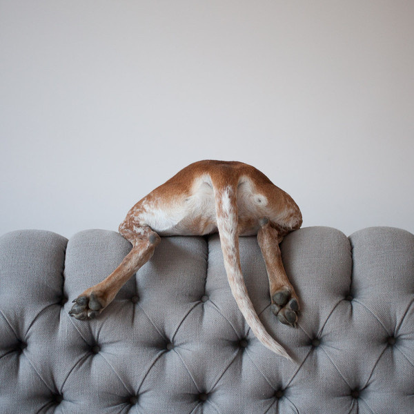 THIS WILD IDEA #couch #photo #maddie #dog