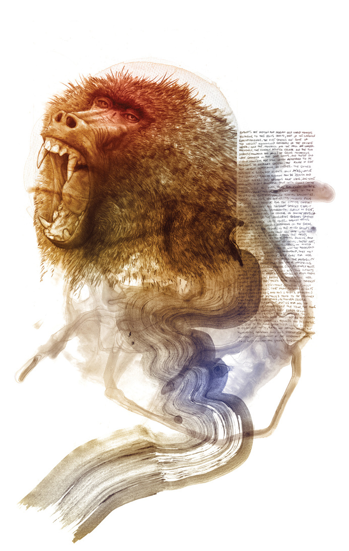 #monkey #illustration
