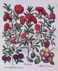 botanical illustration