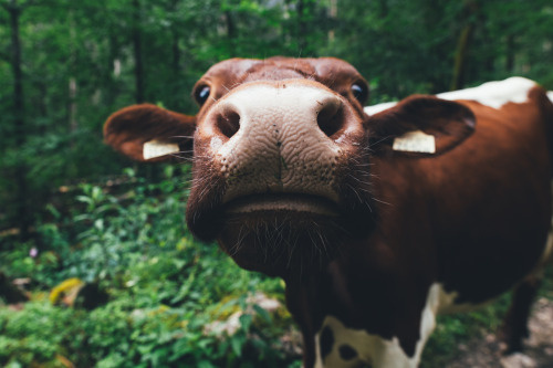 #cow
