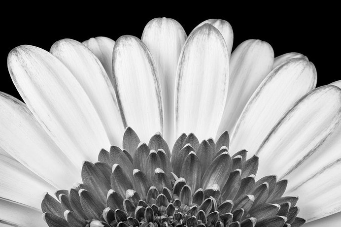 daisy painting & daisy paint by number #painting