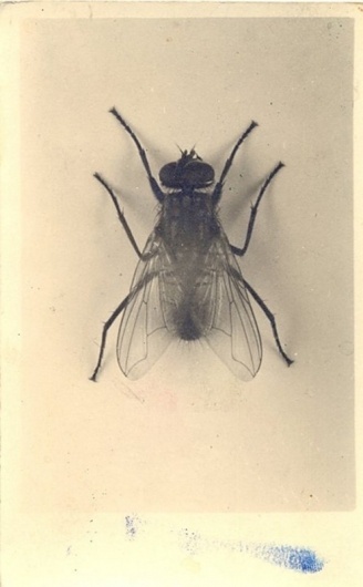 DeadFix #mosquito