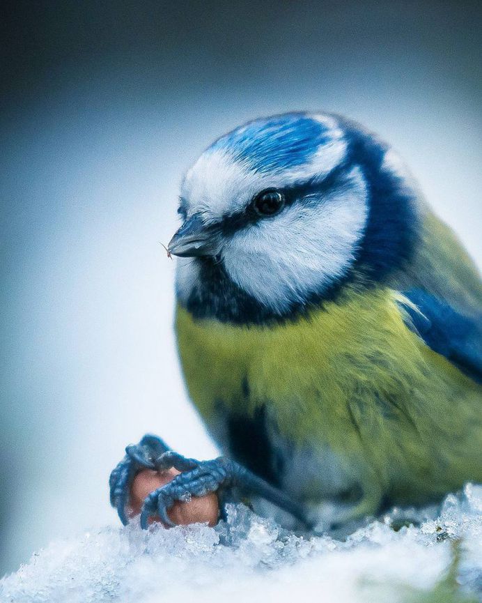 Wildlife Finland: Dreamlike Animal Portraits by Joachim Munter