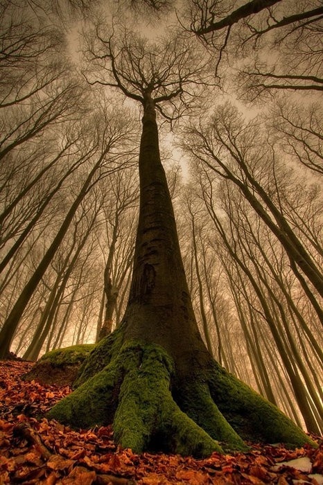 Said Seeing #trunk #height #wood #photography #tall #forest #trees