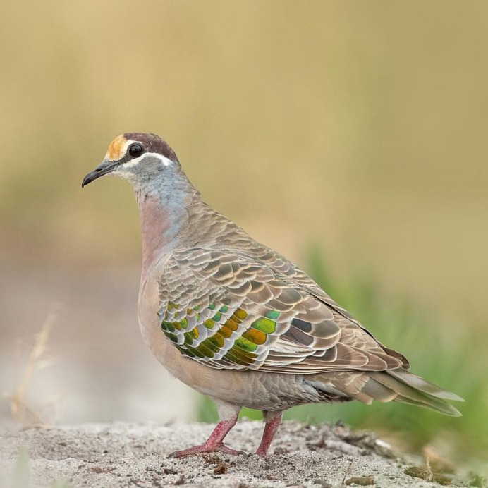 Birds of Australia: Beautiful Bird Photography by Heather Thorning