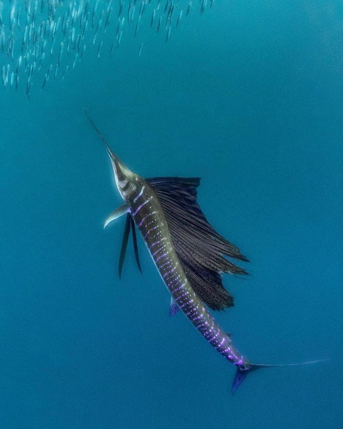 Spectacular Underwater Photography by Alex Dawson