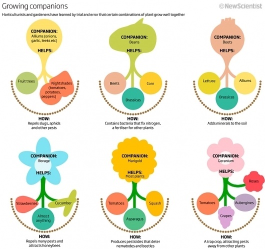All sizes | Plant companions | Flickr - Photo Sharing! #companionship #plants #infograph
