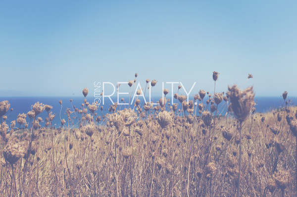 SNWO #field #sky #reality #landscape #photography #thistles #graphics #flowers #typography