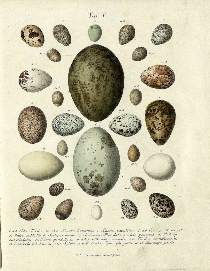 Google Reader (50) #eggs