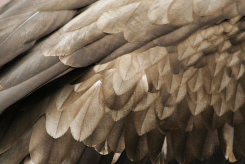 Feathers #feathers #bird