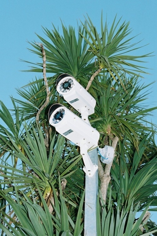 Oui #palm