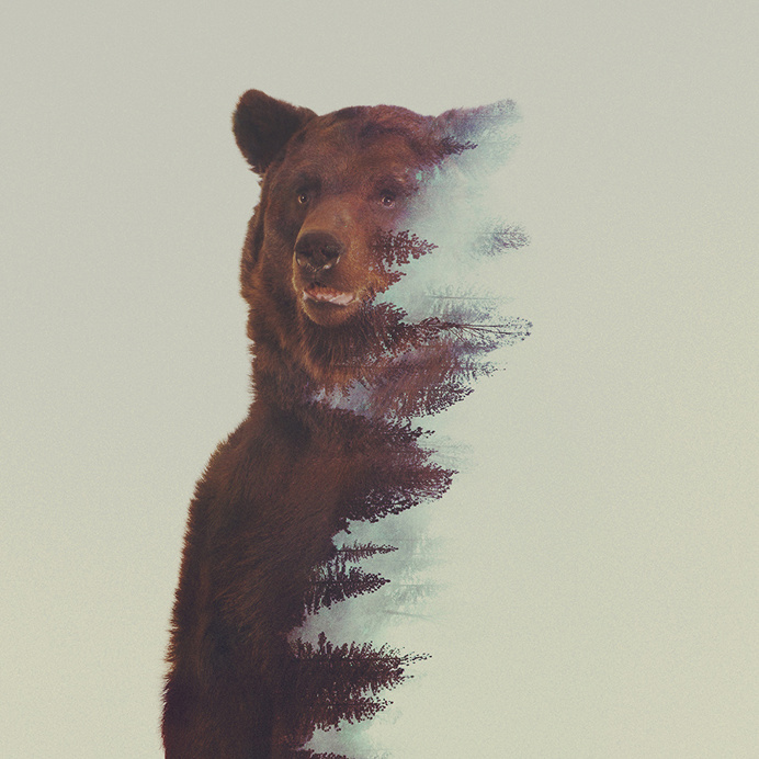 The Animal Kingdom