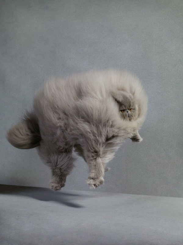 PATTERNITY_FUZZY FELINE FALLING_dan burn forti #cats
