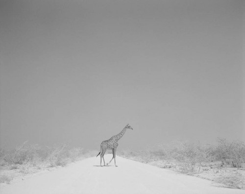 Garth Meyer . Namibia, 1999 #photo