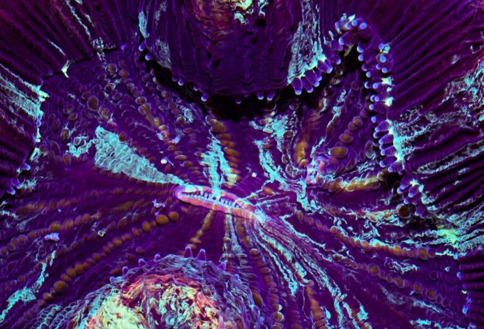 Macro Timelapse Revealing the Gorgeous Colors of Coral