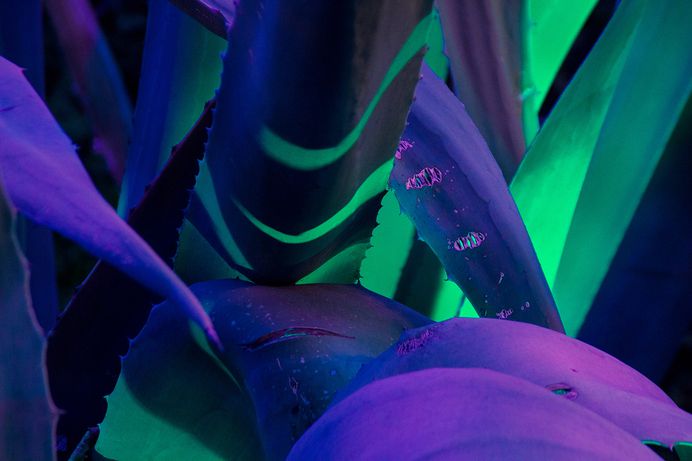 Dream of Agave Photography - Mindsparkle Mag