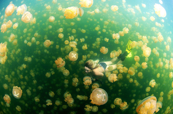 Its like a dream when you are swimming with harmless jellyfish, in Palau. (© CheanChong Lim/National Geographic Traveler Photo Contest) #harmless #jellyfish #photography #swarm #swim #animal #underwater #beauty