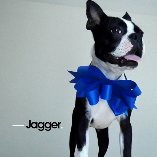 Boston Terrier #bostonterrier #paradi8e #dog