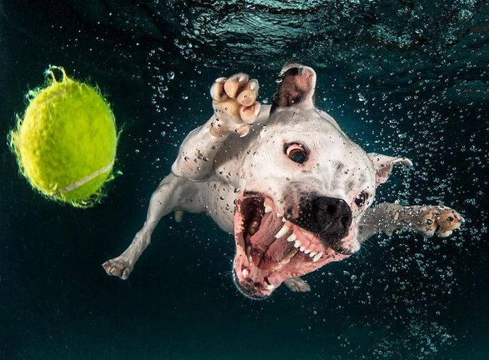 Uderwater Dogs: Creative and Playful Photography by Seth Casteel