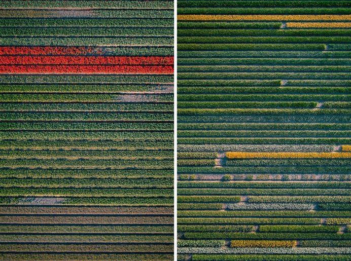 The Tulip Series: The Netherlands From Above by Tom Hegen
