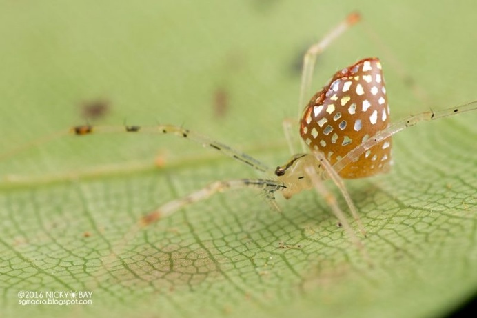 Nicky Bay Captures the Beauty and Diversity of Mirror Spiders