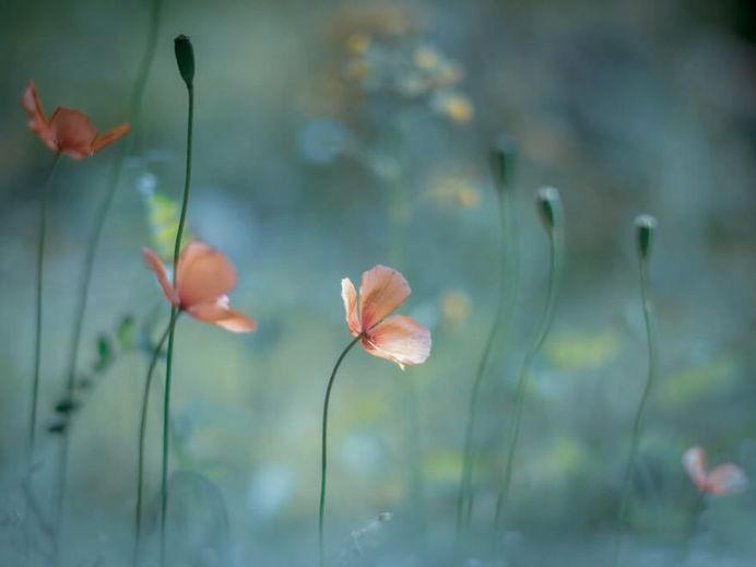 Beautiful Macro Flower Photography by Miyako Koumura