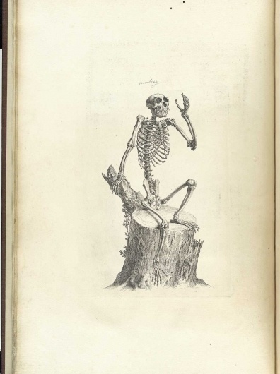 cheselden_p12.jpg 1200×1605 pixels #skeleton #drawing #ape