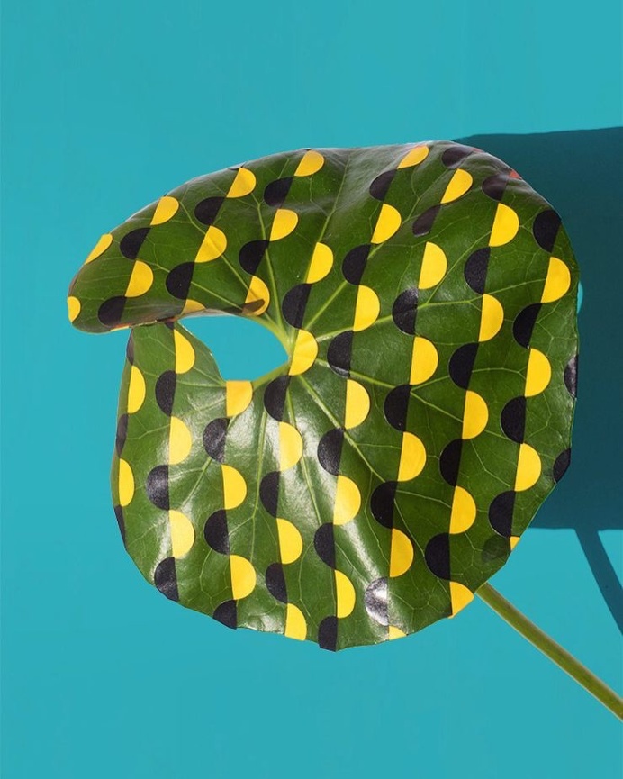plant dots