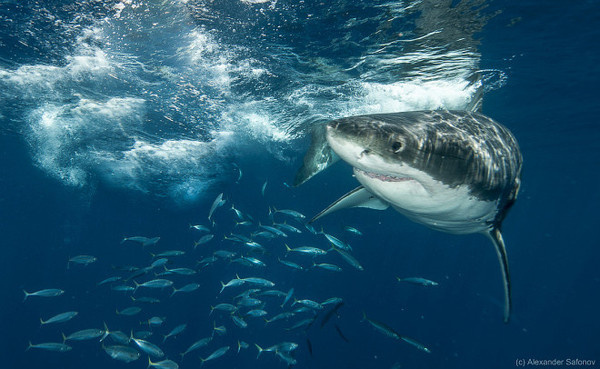 Alexander Safonov #inspiration #photography #underwater