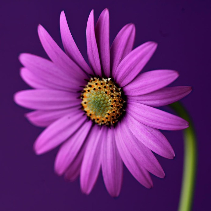 daisy painting & daisy paint by number #painting