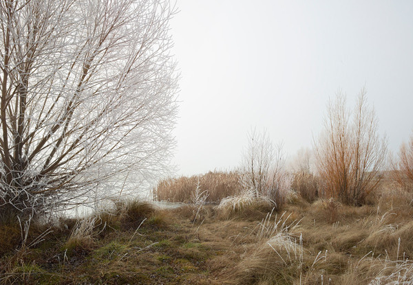 Frozen Trees New Zealand by Peter Clarke Photography Australia #zealand #frozen #landscape #mist #moody #ice #trees #new