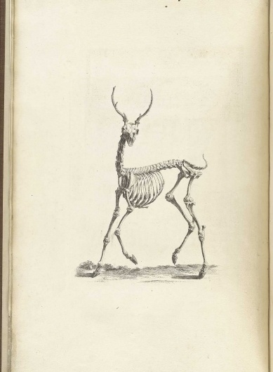 cheselden_p08.jpg (1176×1600) #deer